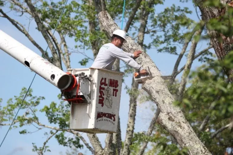 Enhancing Landscapes and Safety with Mencer’s Tree Service